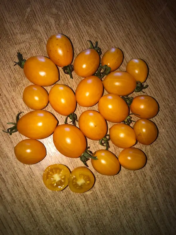 Tomaten: Ildi