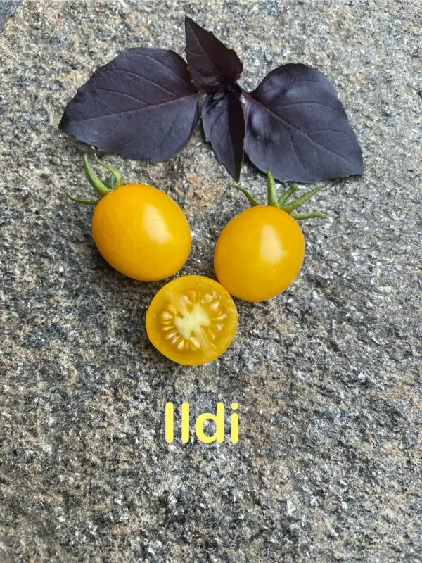 Tomaten: Ildi