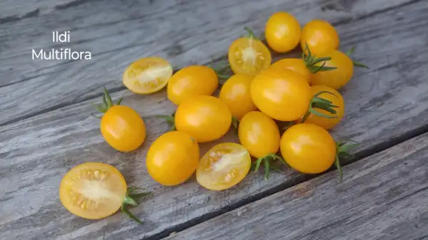 Tomaten: Ildi