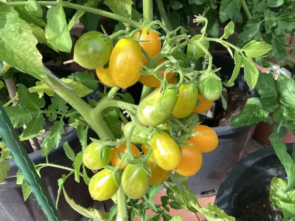 Tomaten: Ildi