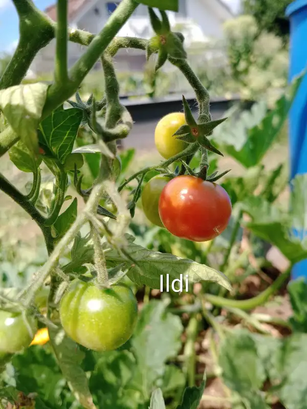 Tomaten: Ildi