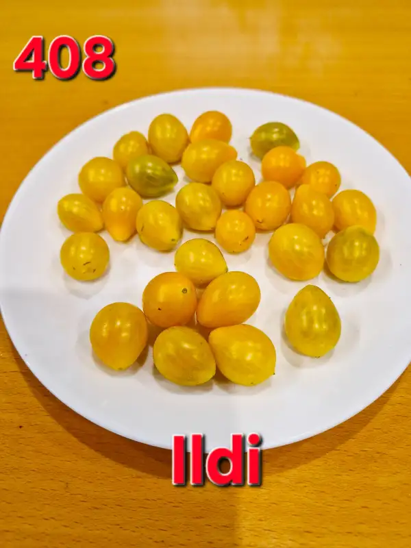 Tomaten: Ildi