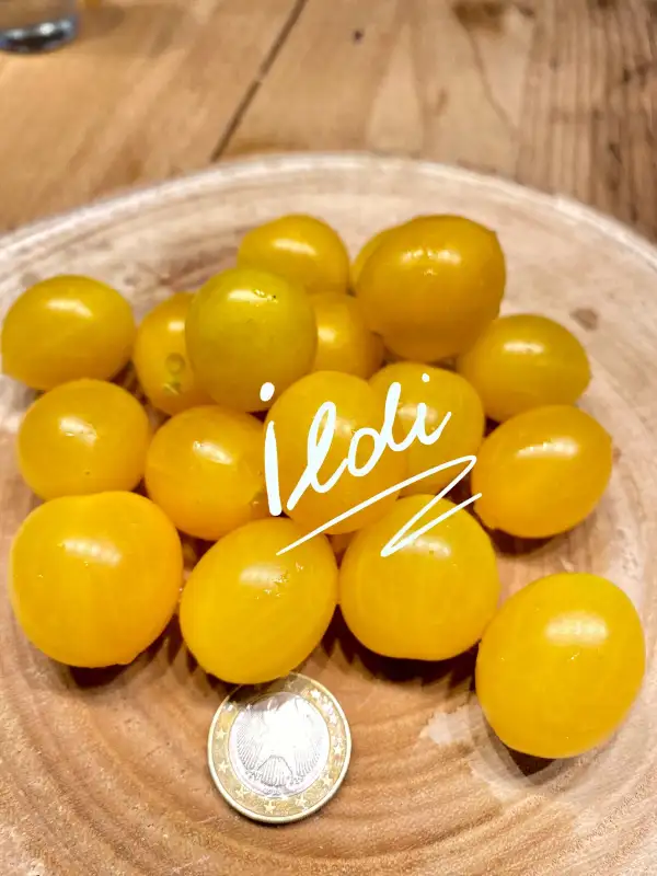 Tomaten: Ildi