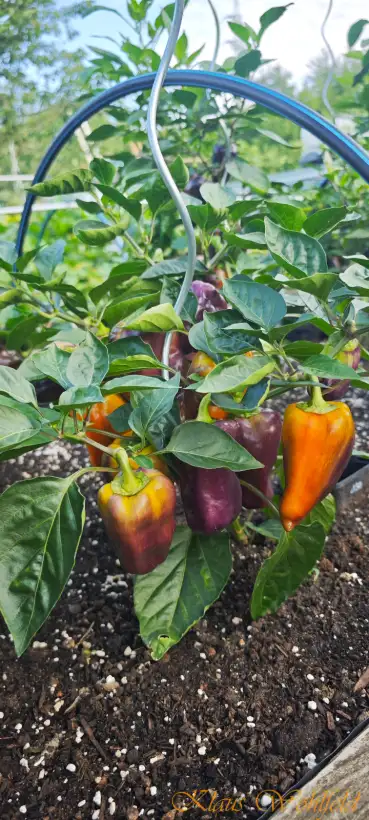 Chili / Paprika: Ildikó