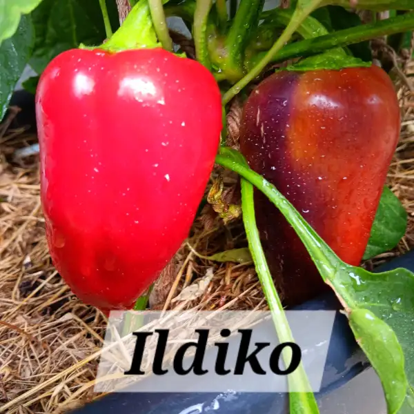 Paprika: Ildiko