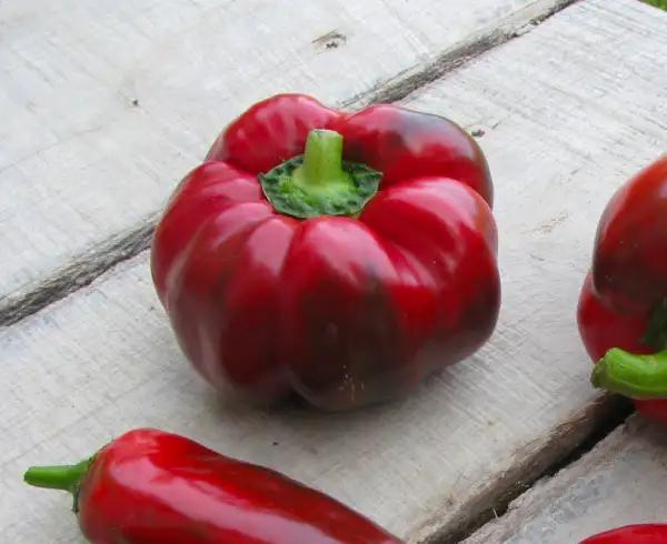 Chili / Paprika: Ildiko, Ungarischer Tellerpaprika