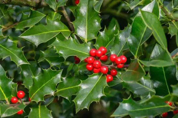 Stauden / Gehölz: Ilex aquifolium/Stechpalme