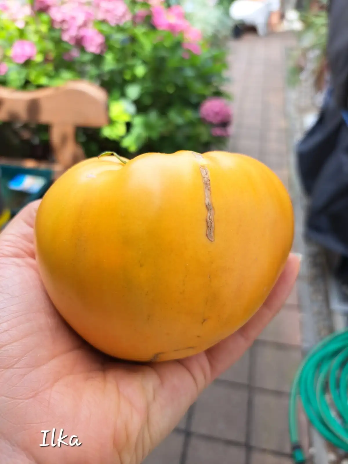 Tomaten: Ilka 2025