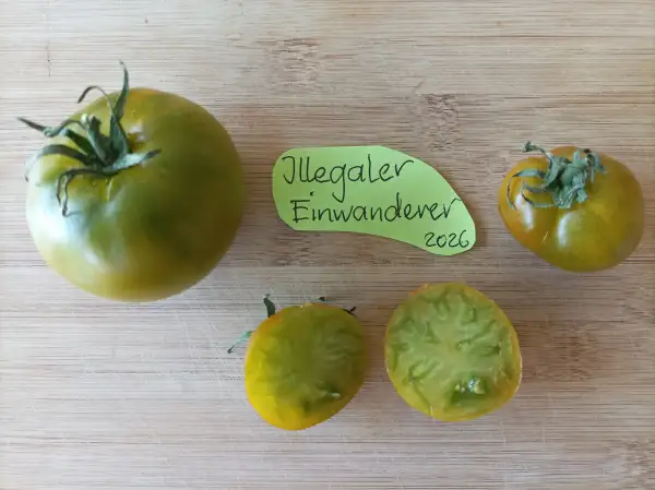 Tomaten: Illegaler Einwanderer