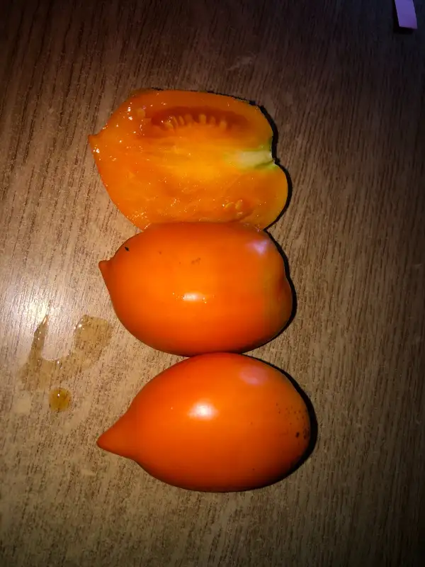 Tomaten: ILLINI GOLD