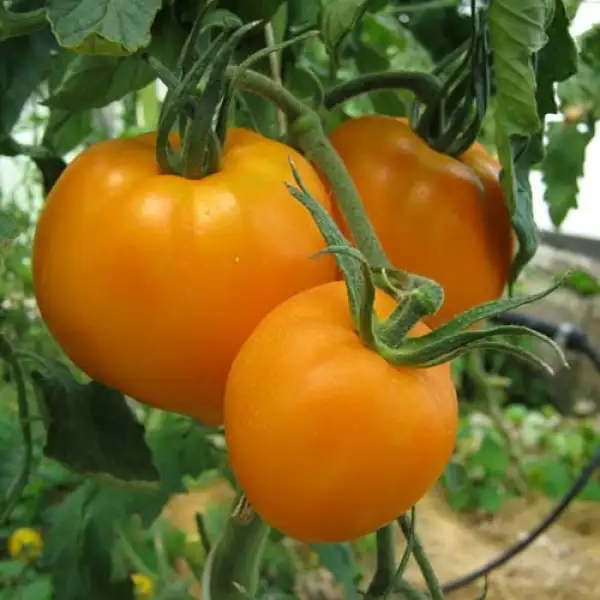 Tomaten: ILLINI GOLD