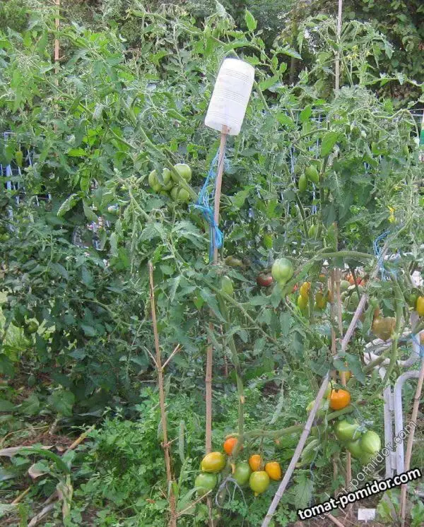 Tomaten: ILLINI GOLD