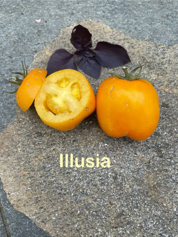 Tomaten: Illusia