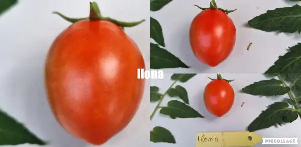 Tomaten: Ilona