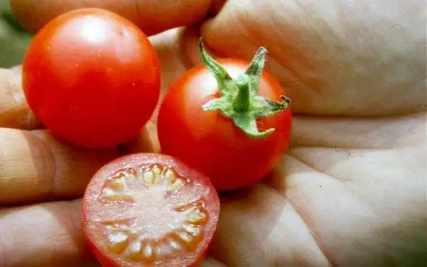 Tomaten: Ilzer Rispe F3