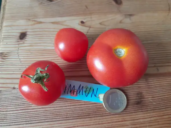 Tomaten: Immun