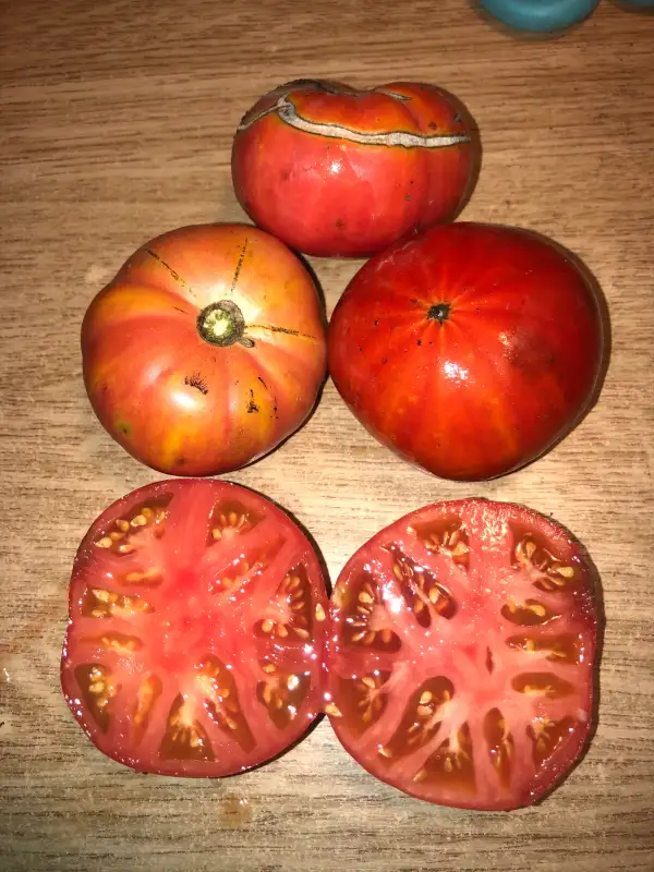 Tomaten: Imperator Chu-Fu