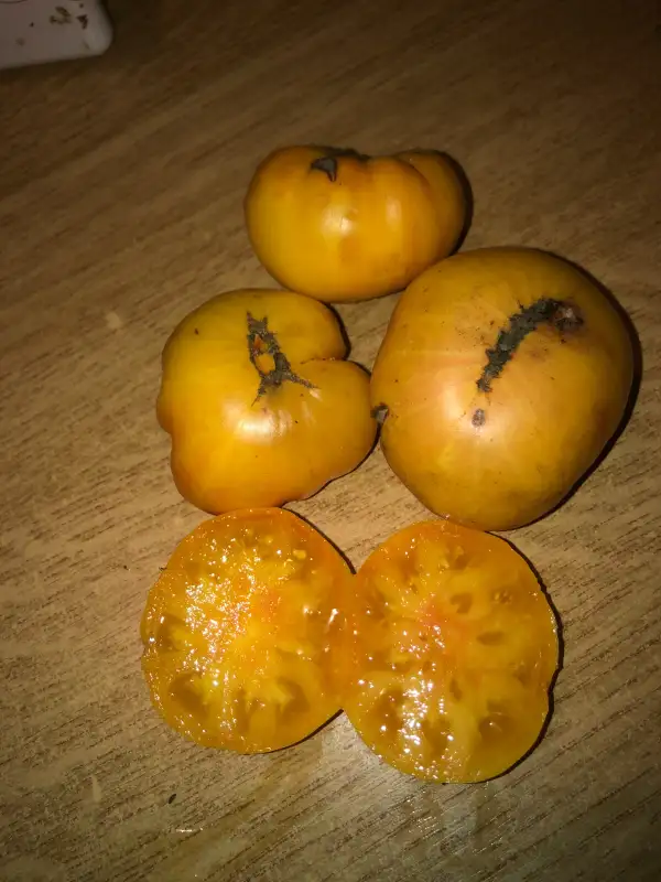 Tomaten: Improved Colossal Yellow