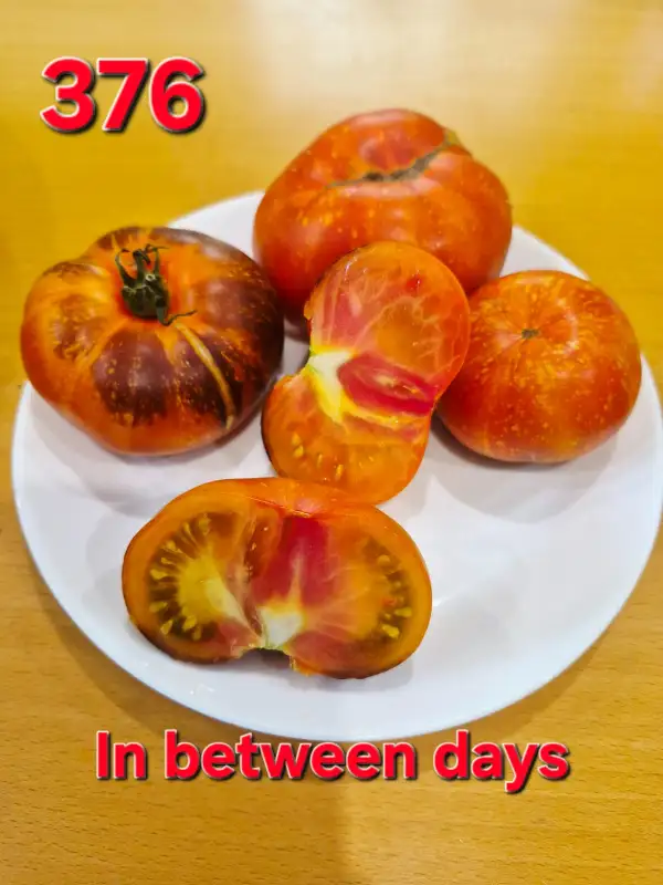 Tomaten: In between days