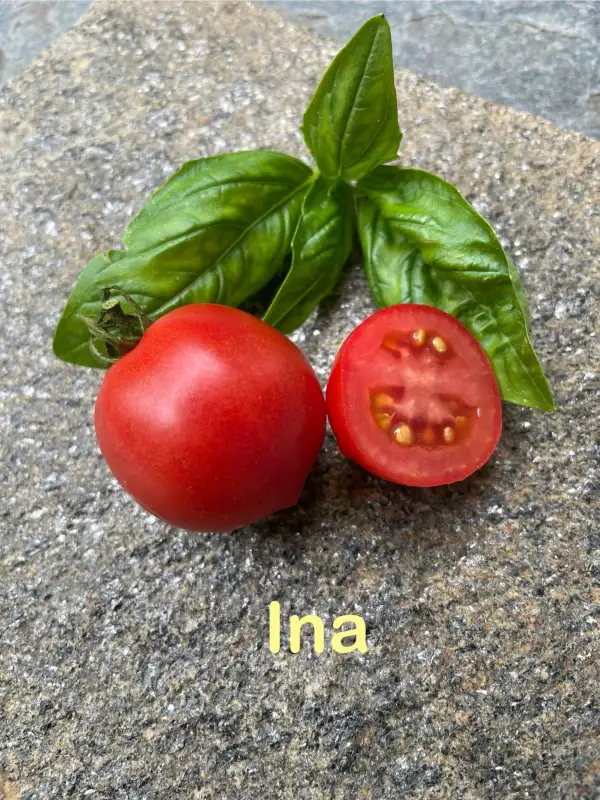 Tomaten: Ina