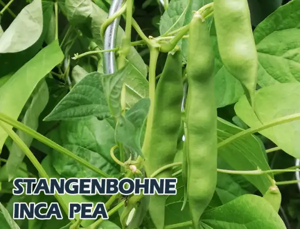 Bohnen: Inca Pea