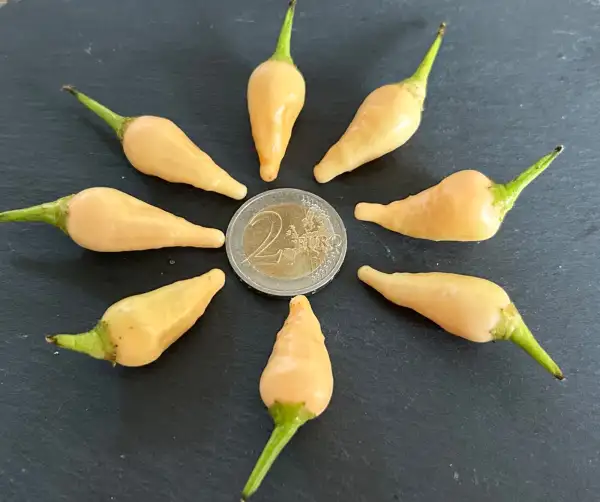Chili / Paprika: Inca Peach Drop