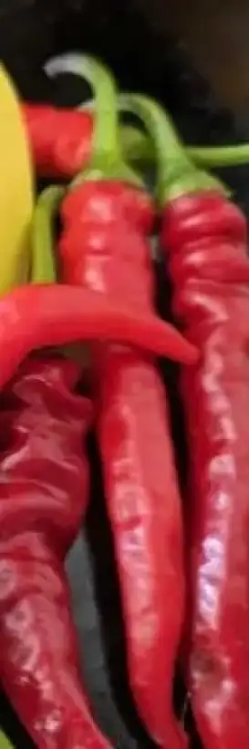 Chili: India‘s Bhut Jolokia Red