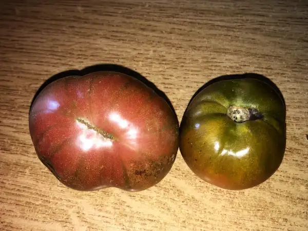 Tomaten: Indian Dark Violet