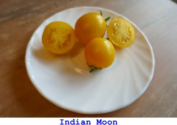 Tomaten: Indian Moon