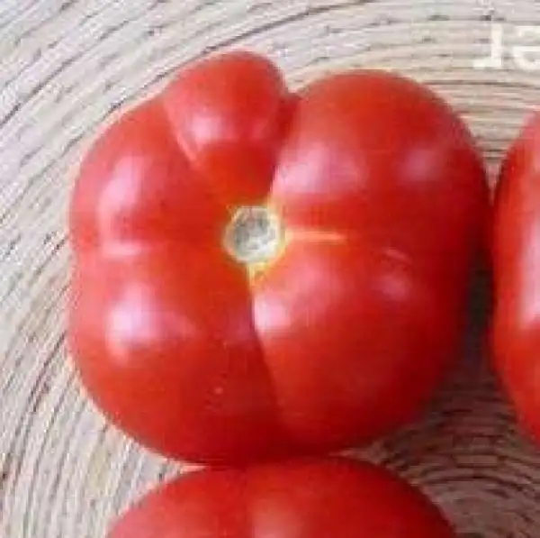 Tomaten: Indian Stone