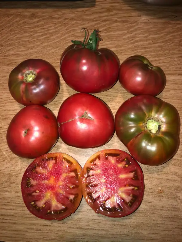 Tomaten: Indian Zebra