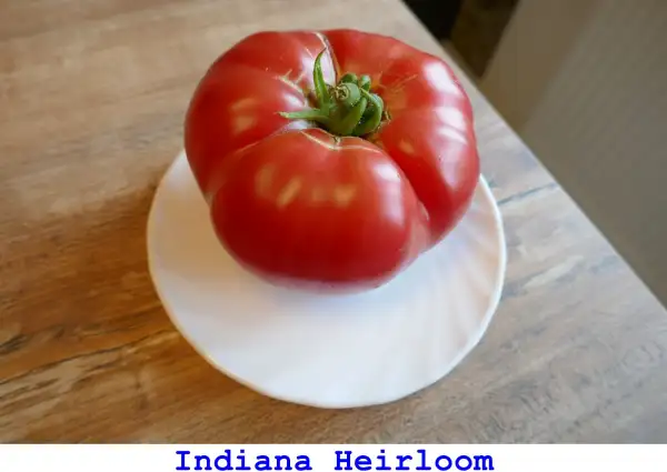 Tomaten: Indiana Heirloom
