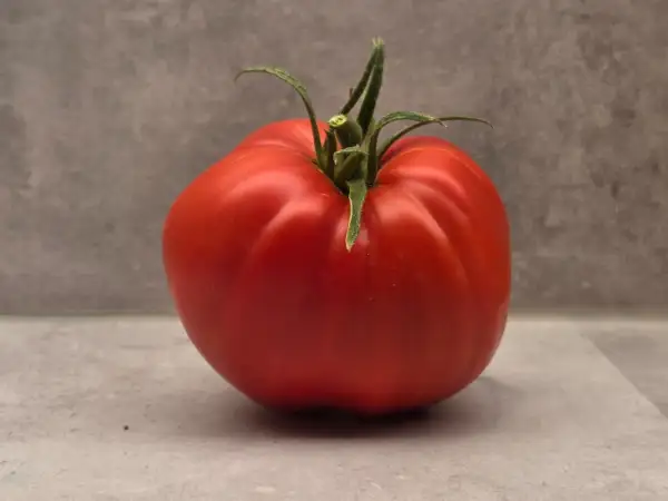 Tomaten: Indiana Red