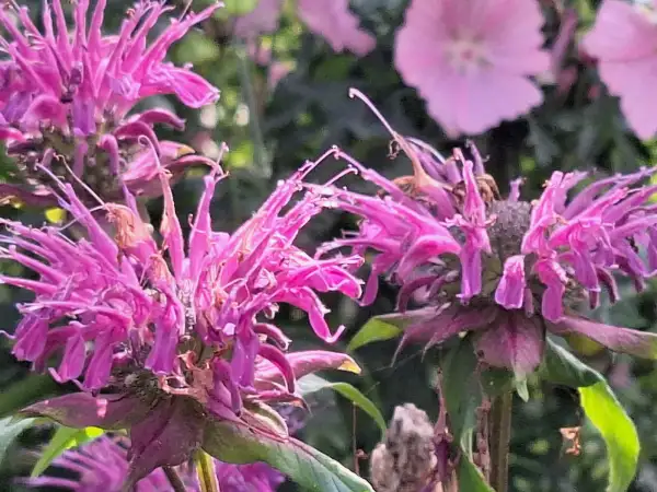 Blumen: Indianernessel Pink