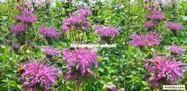 Blumen: Indianernessel Pink
