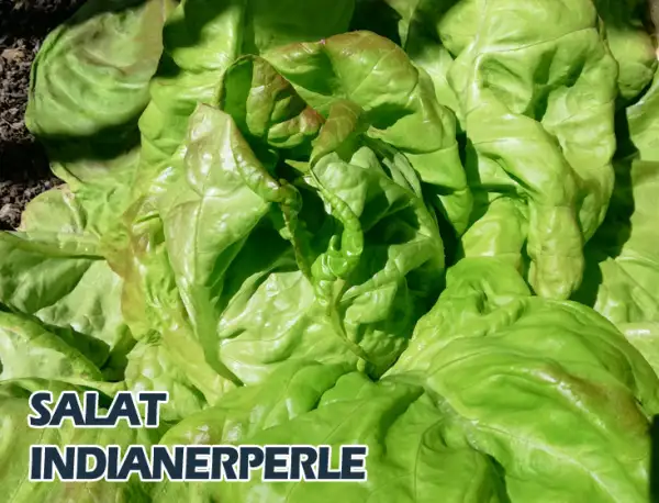 Salate: Indianerperle
