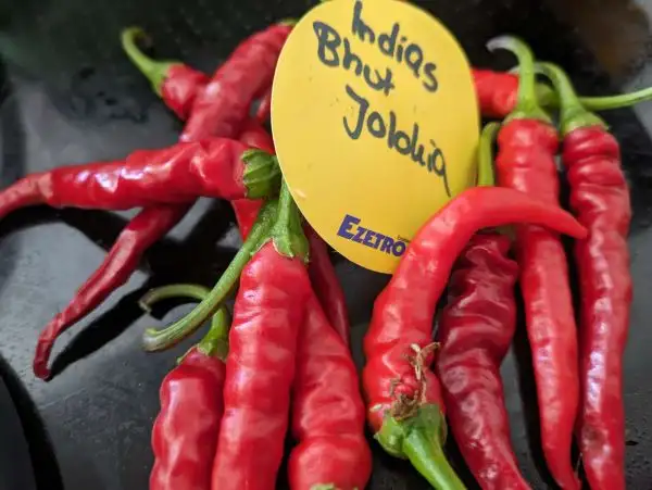 Chili / Paprika: Indias Bhut Jolokia