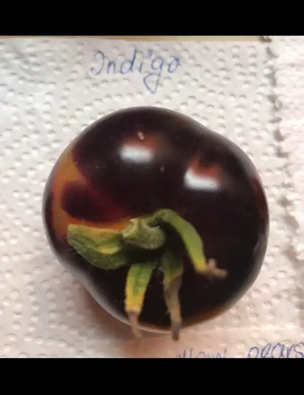 Tomaten: Indigo