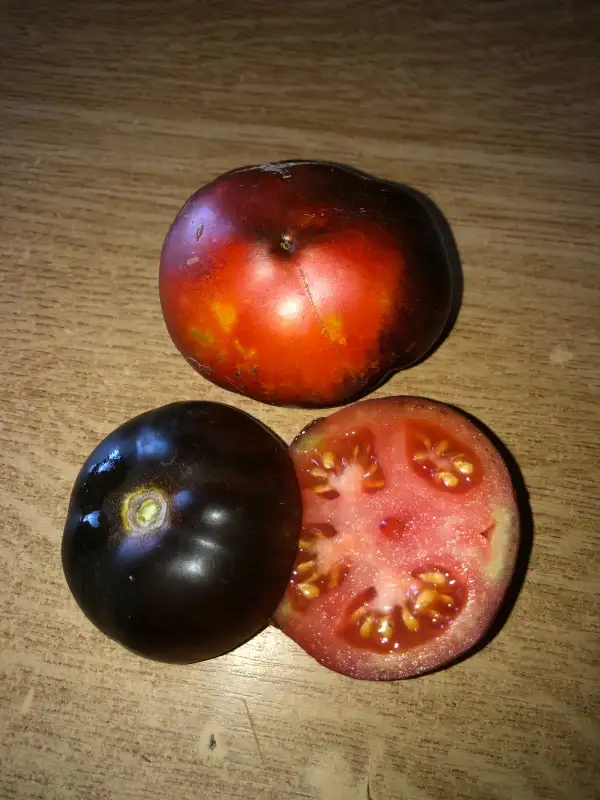 Tomaten: Indigo Apple