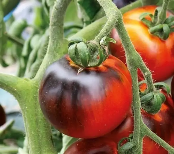 Tomaten: Indigo Apple