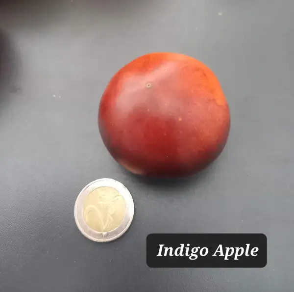 Tomaten: Indigo Apple 2023