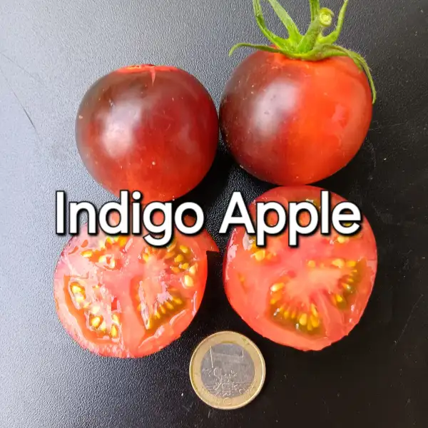 Tomaten: Indigo Apple