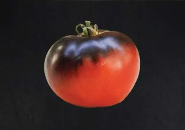 Tomaten: Indigo Apple
