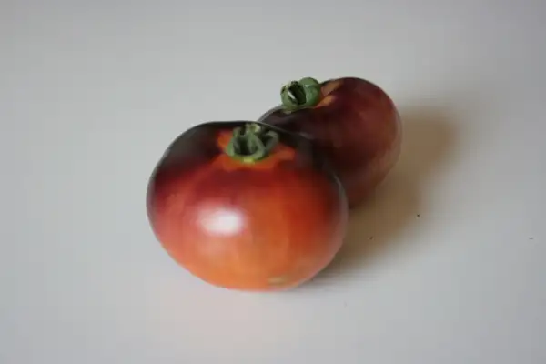 Tomaten: Indigo Apple