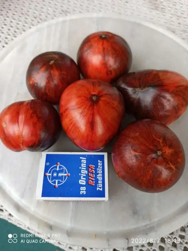 Tomaten: Indigo Apple