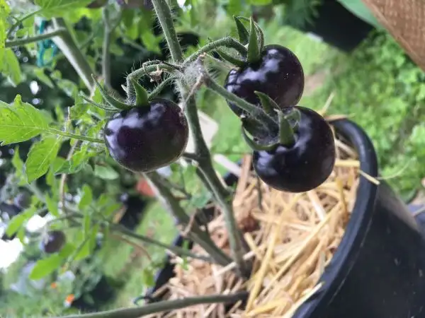 Tomaten: Indigo Apple