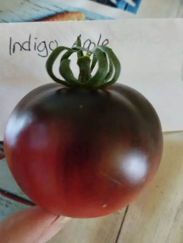 Tomaten: Indigo Apple