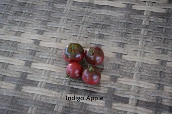 Tomaten: Indigo Apple