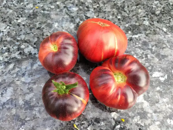 Tomaten: Indigo blue beauty