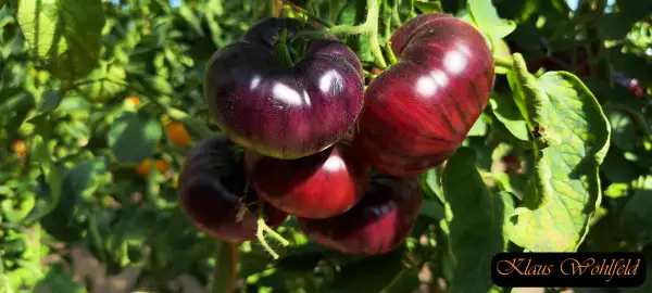 Tomaten: Indigo blue beauty